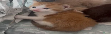 Mixed Breed Kitten 3