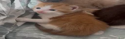 Mixed Breed cats for sale: Beautiful Mixed Breed Kittens - Advert 3