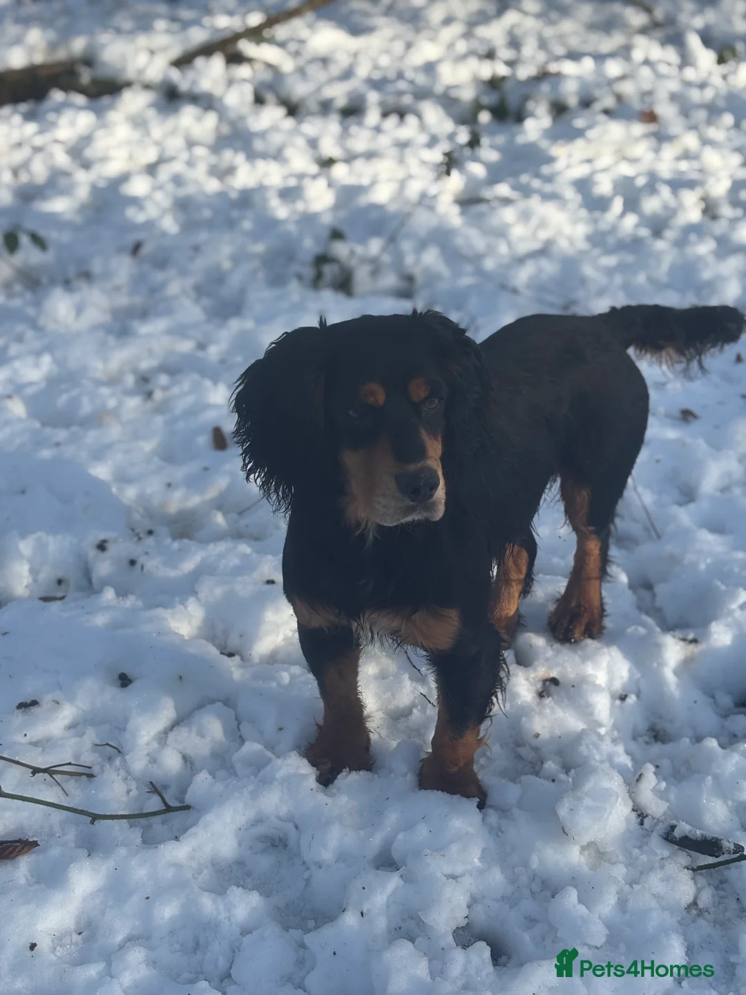 Cocker Spaniel dogs for stud: KC reg Black & Tan Cocker Stud - Advert 4