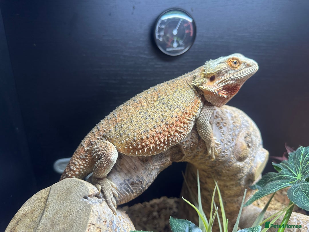 Bearded Dragon reptiles for sale: Femal blue eyes orange . 1 year and 4 months  - Image 2