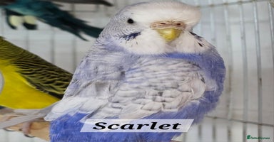 Budgerigars birds - Advert 2
