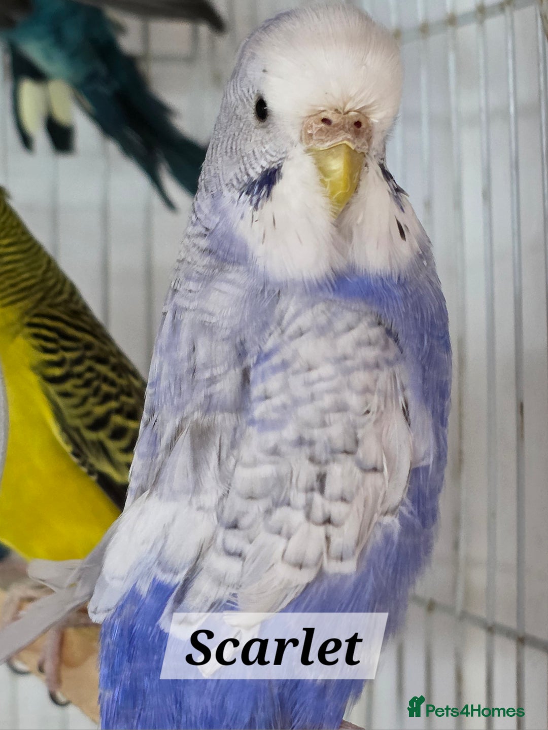 Budgerigars birds for sale: For rehome to pet home only 5 FRENCH MOULT budgies - Image 2