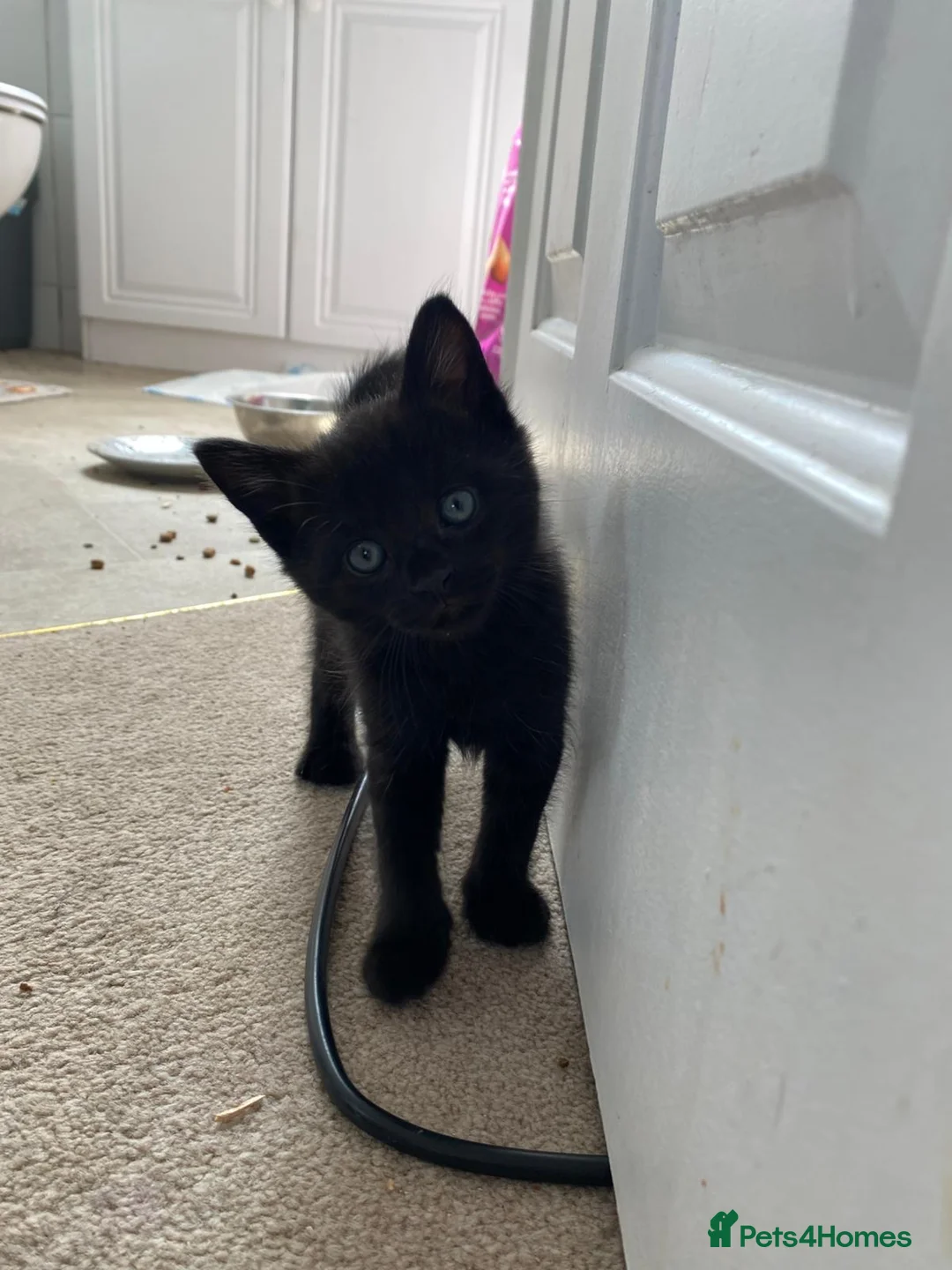 Mixed Breed cats for sale: 5 beautifull fluffy kittens for sale  - Advert 9
