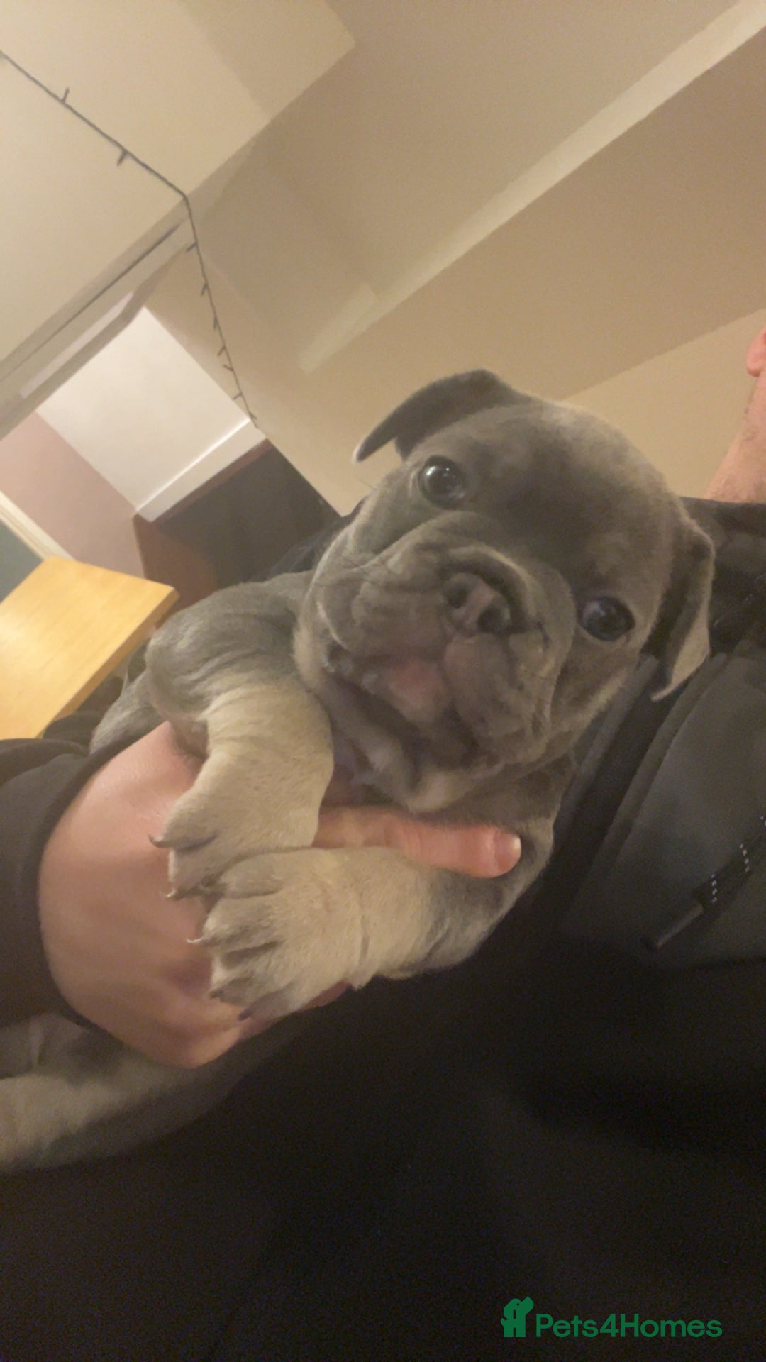 French Bulldog dogs for sale: french bulldog puppy for sale  - Advert 2