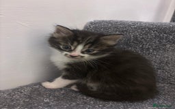 Mixed Breed cats for sale: Beautiful tabby’s  - Advert 3