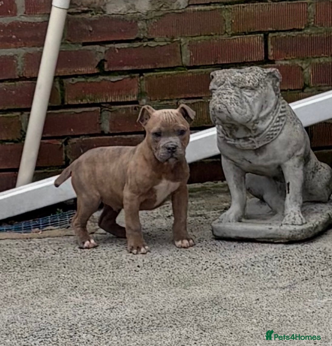 Mixed Breed dogs Olde English Bulldog cross Staffordshire puppys - Advert 3