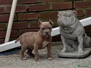 Mixed Breed dogs Olde English Bulldog cross Staffordshire puppys - Advert 3
