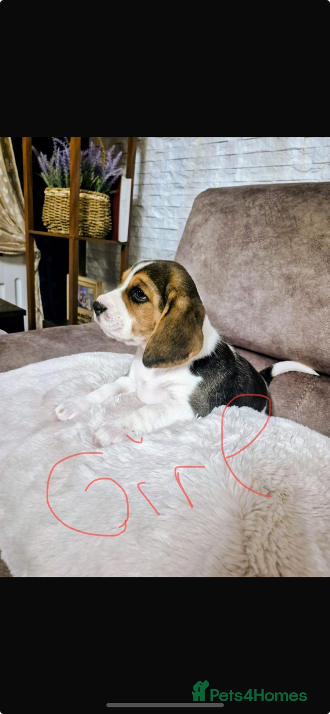 Beagle dogs for sale: Gorgeous tricolor beagles puppy - Advert 3