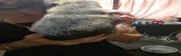 Shepsky dogs for sale: 9 shepsky puppies  - Advert 29