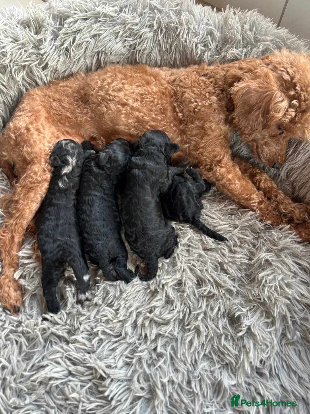 Mixed Breed dogs for sale: Poodle puppies - Advert 6