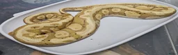 Python Snake reptiles for sale: Multiple ball pythons beautiful morphs an genders  in Ivybridge - Advert 6