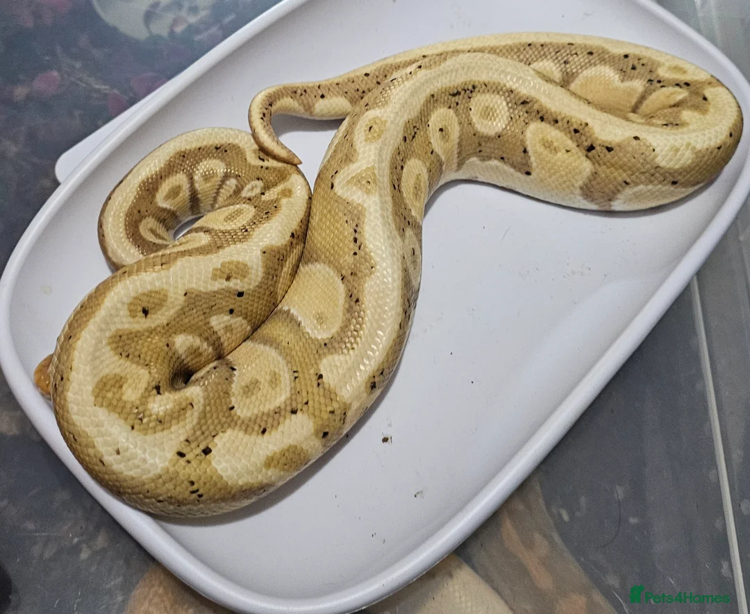 Python Snake reptiles for sale: Multiple ball pythons beautiful morphs an genders  - Advert 5