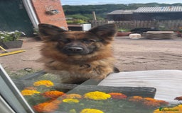 German Shepherd dogs for sale: Outstanding long coat German shepherd puppies  - Image 26