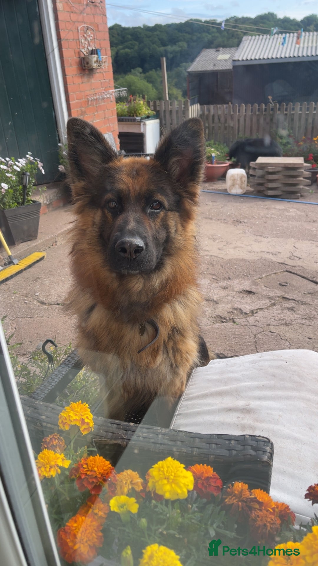 German Shepherd dogs for sale: Outstanding long coat German shepherd puppies  - Image 26