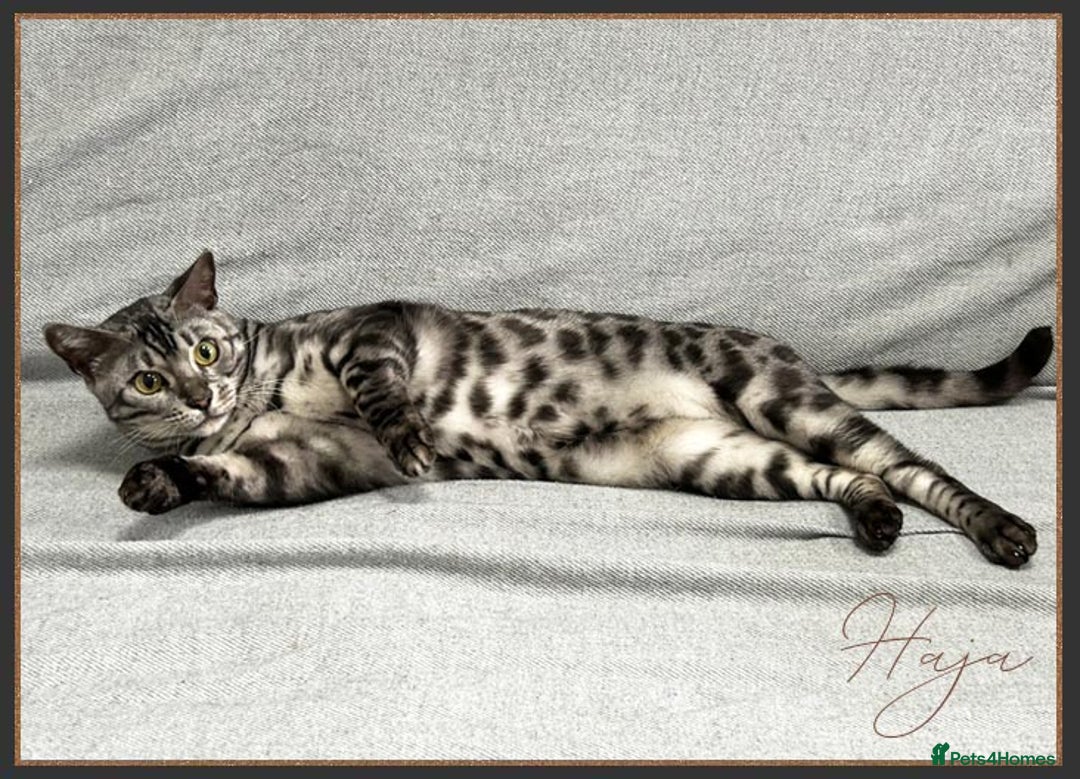 Bengal cats for sale: Silver Spotted Bengal Siblings Haja And Tala - Image 24
