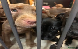 Mixed Breed dogs for sale: American pocket bully x labradoodle  - Image 8