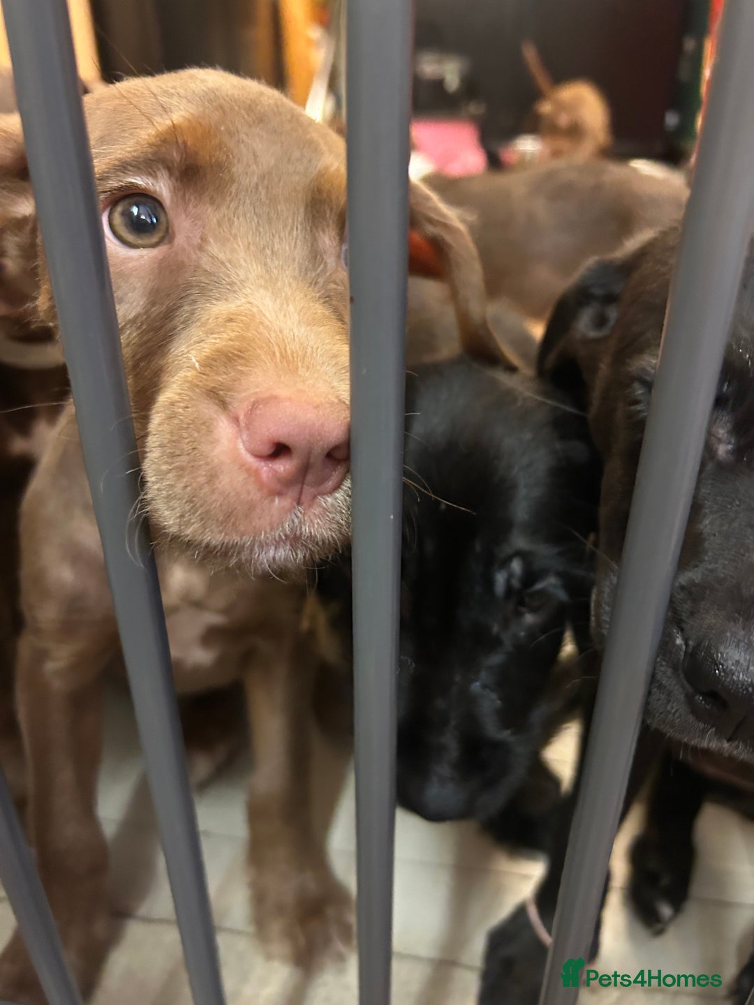 Mixed Breed dogs for sale: American pocket bully x labradoodle  - Image 8