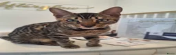 Bengal cats for sale: 6 month old Beautiful male bengal  in Worthing - Advert 4