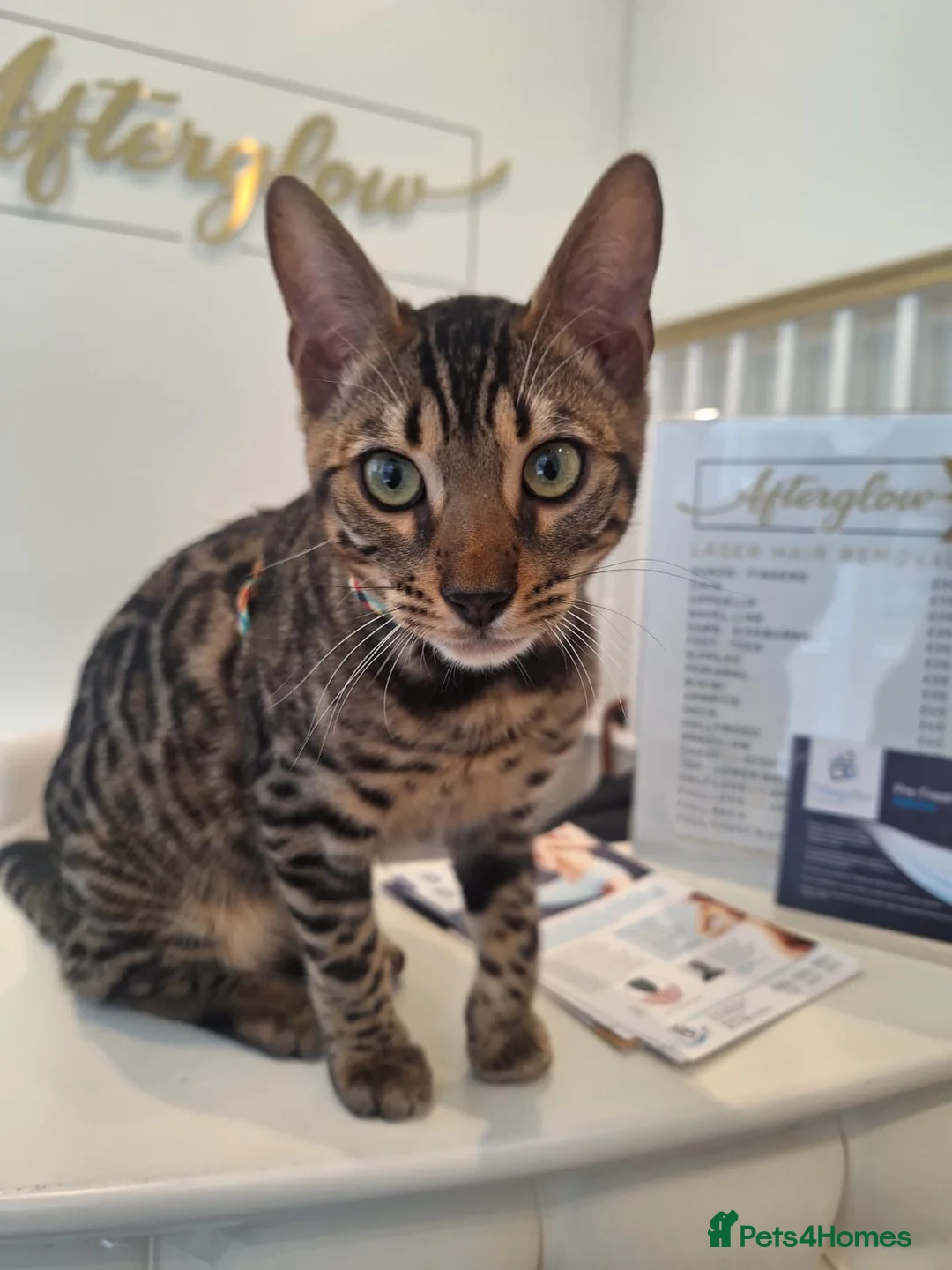Bengal cats for sale: 6 month old Beautiful male bengal  in Worthing - Advert 4