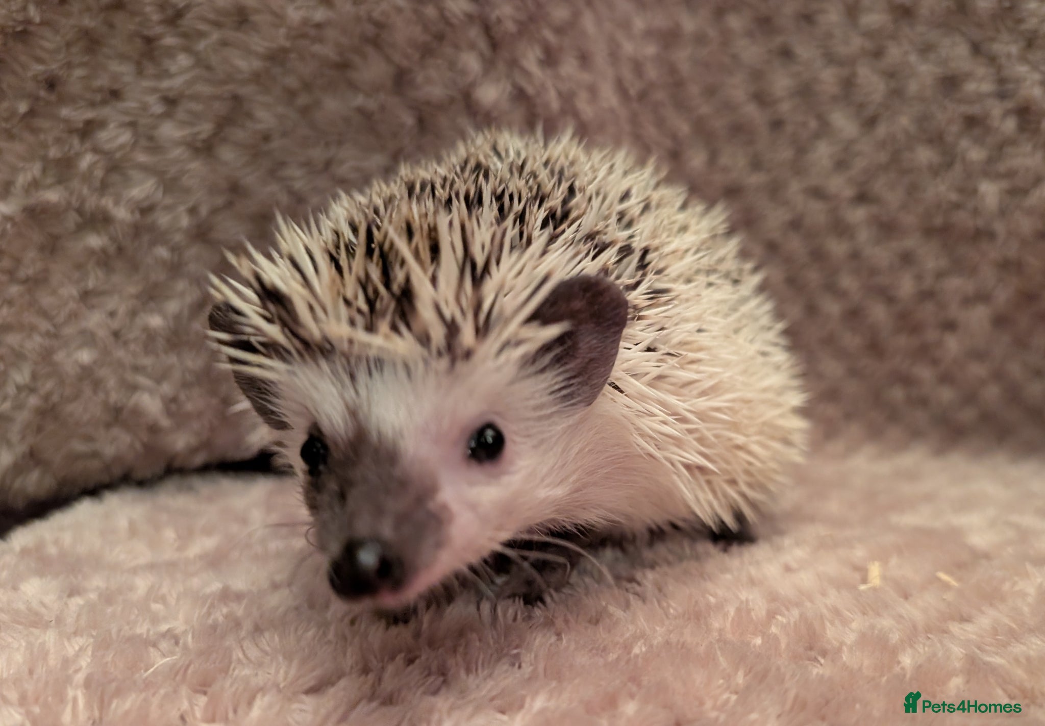 Pygmy Hedgehog rodents African pygmy hedgehog  - Advert 1