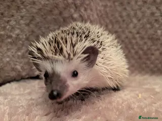 Pygmy Hedgehog rodents African pygmy hedgehog - Advert 21