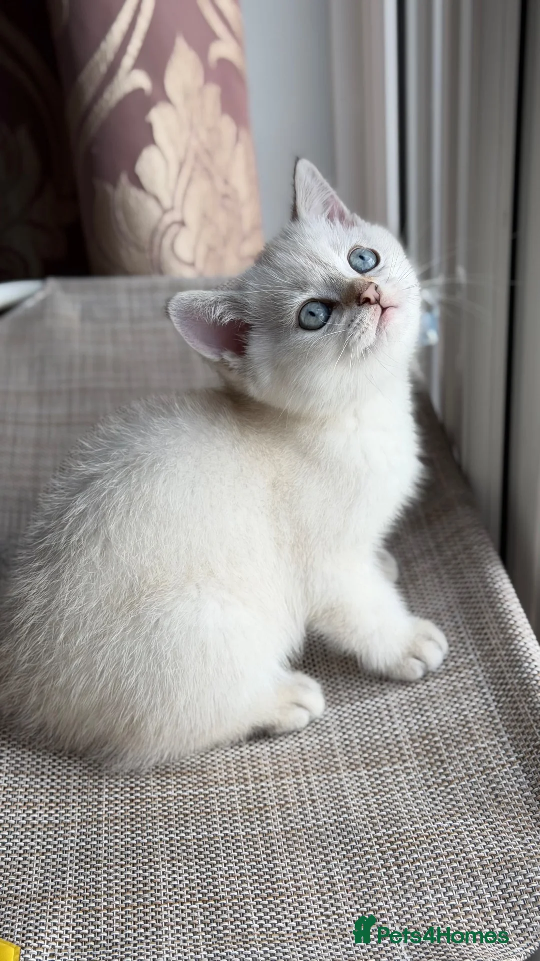 Mixed Breed cats for sale: Beautiful Silver Shaded Scottish Straight boy in Sutton - Advert 10