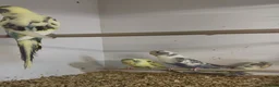 Budgerigars birds for sale: Budgies recessive and Blackwing split blackface  in Middlesbrough - Advert 3