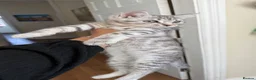 Mixed Breed cats for sale: Kitten for sale - Advert 3