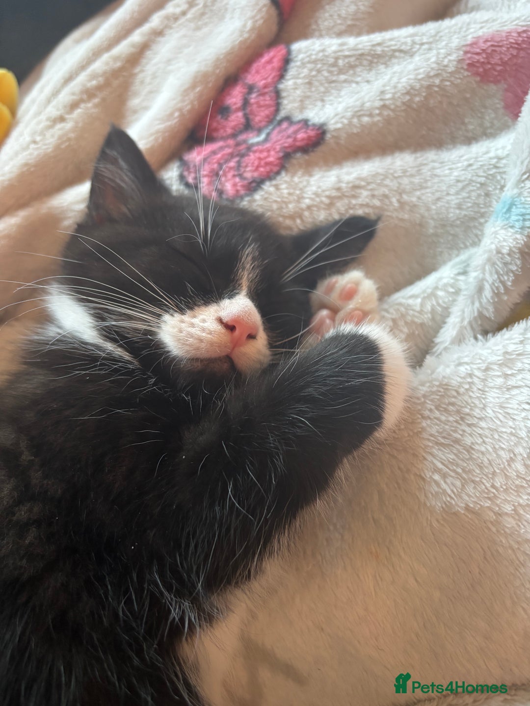 Mixed Breed cats for sale: One male one female kittens - Advert 4