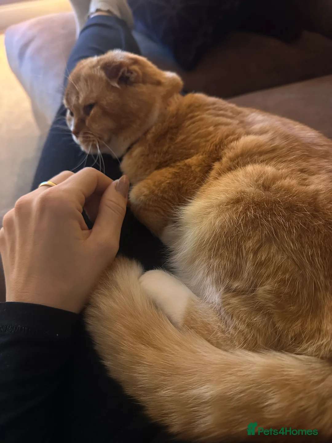 Scottish Fold cats for sale: Coco & Pumpkin  - Advert 4