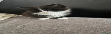 British Longhair 2