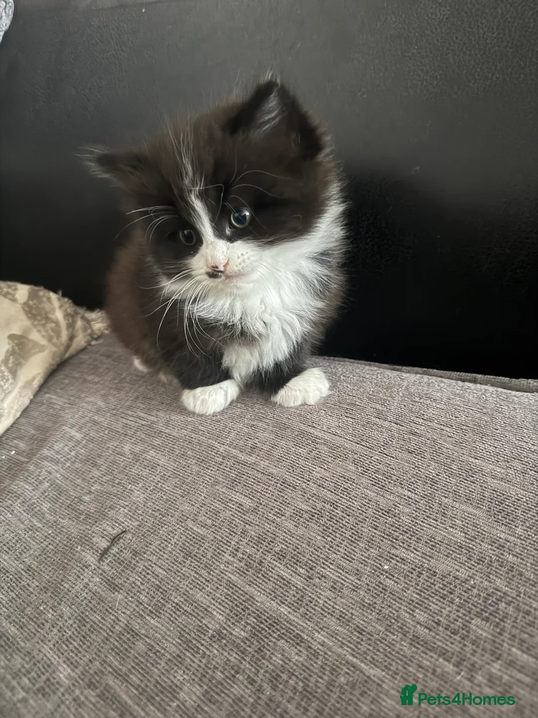 British Longhair cats for sale: Beautiful British long hair - Advert 2