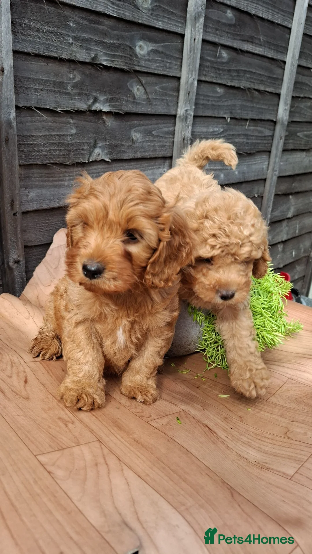 Cavapoo dogs for sale: One boy left deep red colour  - Advert 2