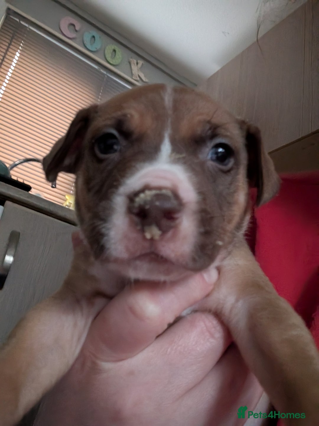 Mixed Breed dogs for sale: Beautiful American bulldog x staffie puppies  - Image 18