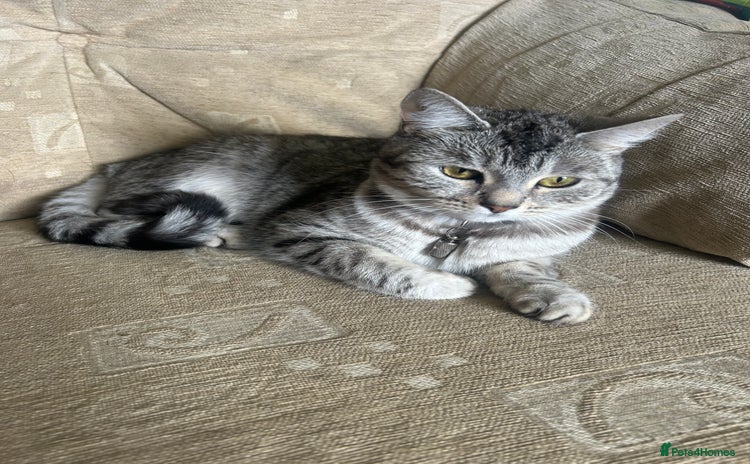 Mixed Breed cats - Advert 7