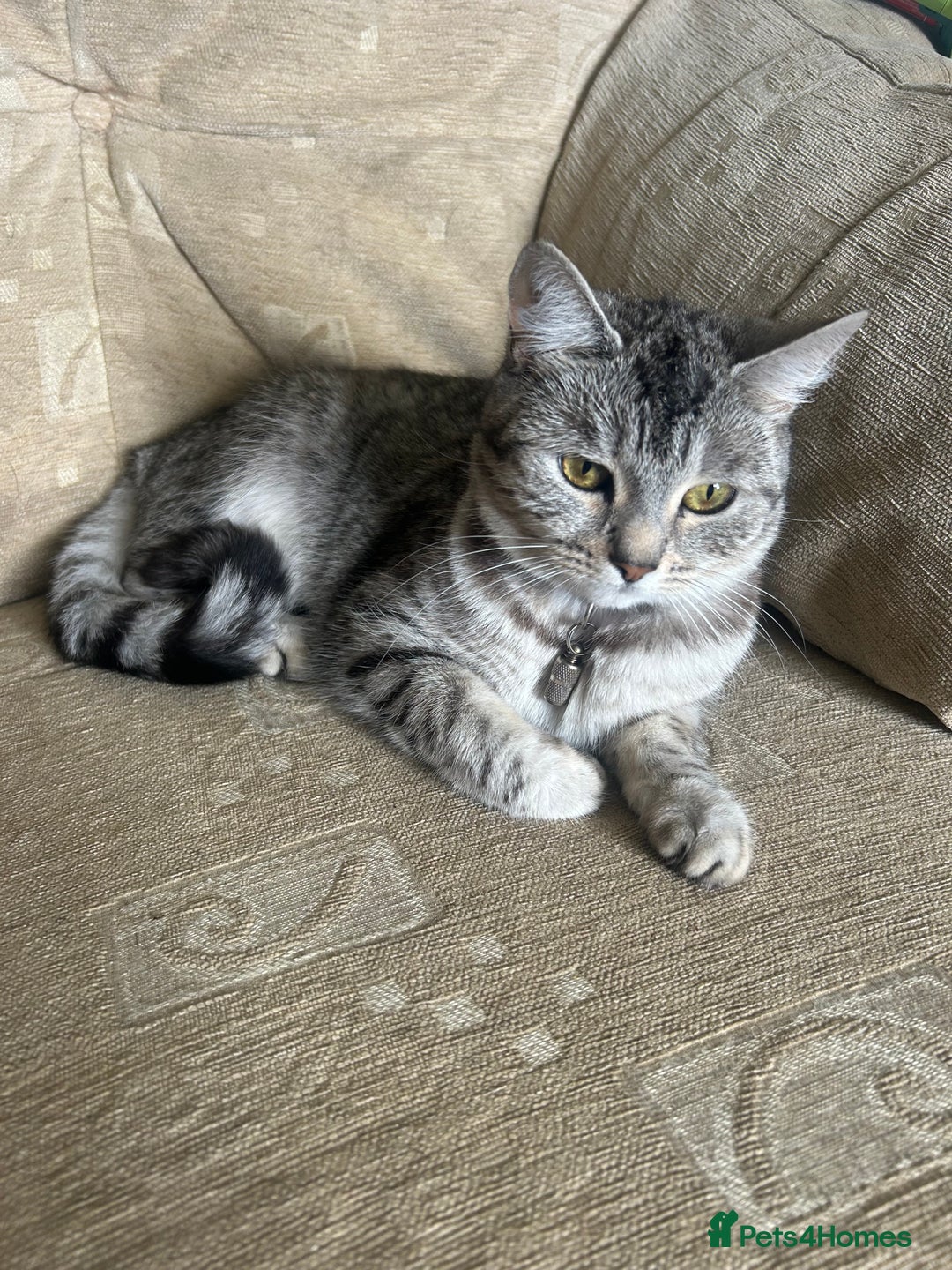 Mixed Breed cats for sale: Female cat needs new home  - Image 1