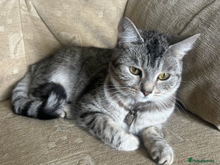 Mixed Breed cats - Advert 21