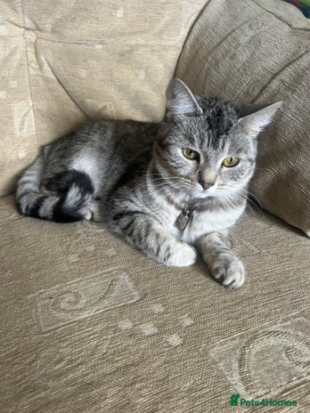 Mixed Breed cats - Advert 19