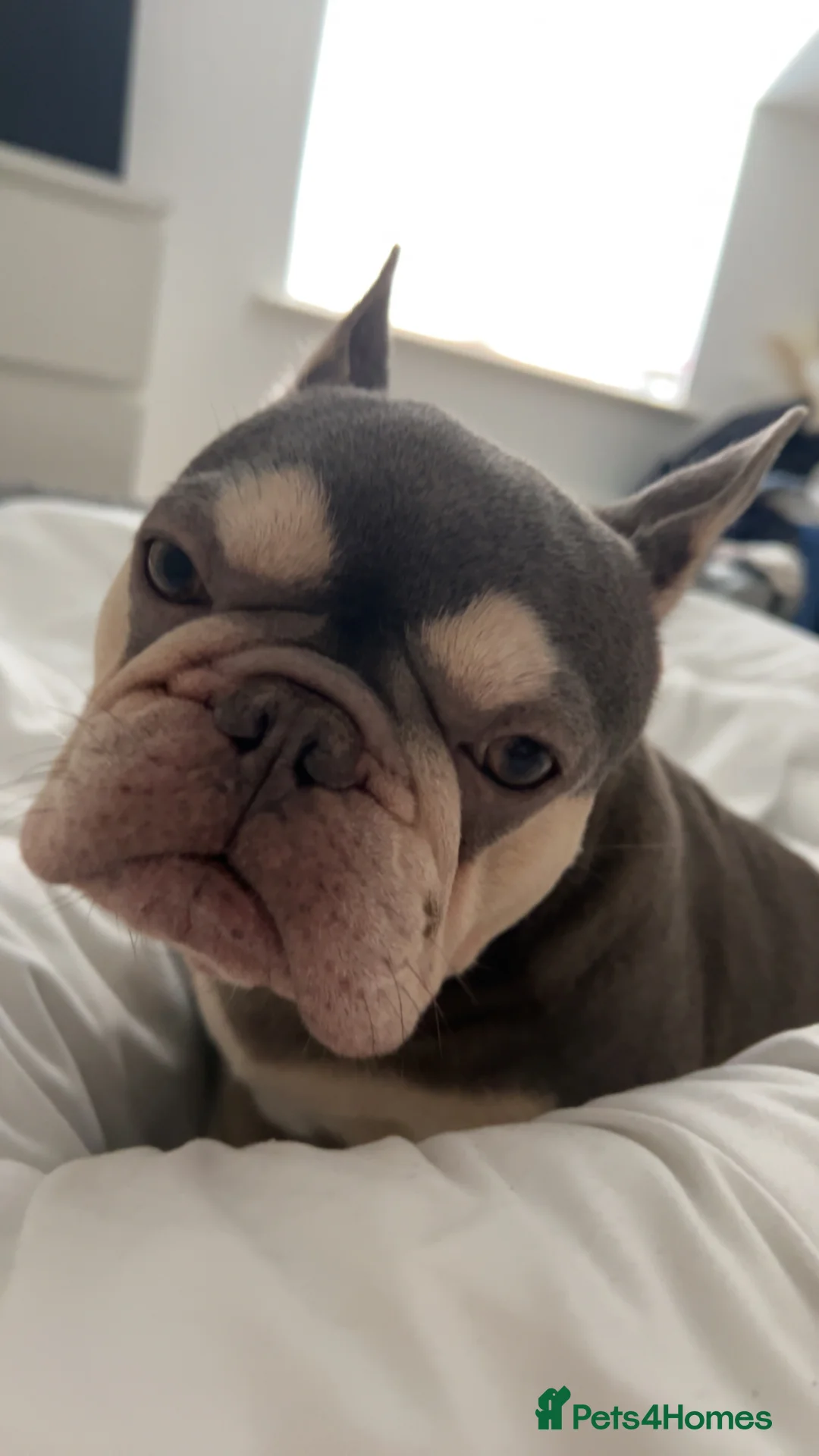 French Bulldog dogs for sale: Female French bulldog  - Advert 8