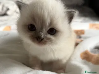 Ragdoll cats Ragdoll kitten for sale - Advert 1