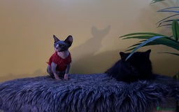 Sphynx cats for sale: Ripley & Nova sphynx sisters ready for a new home - Image 14