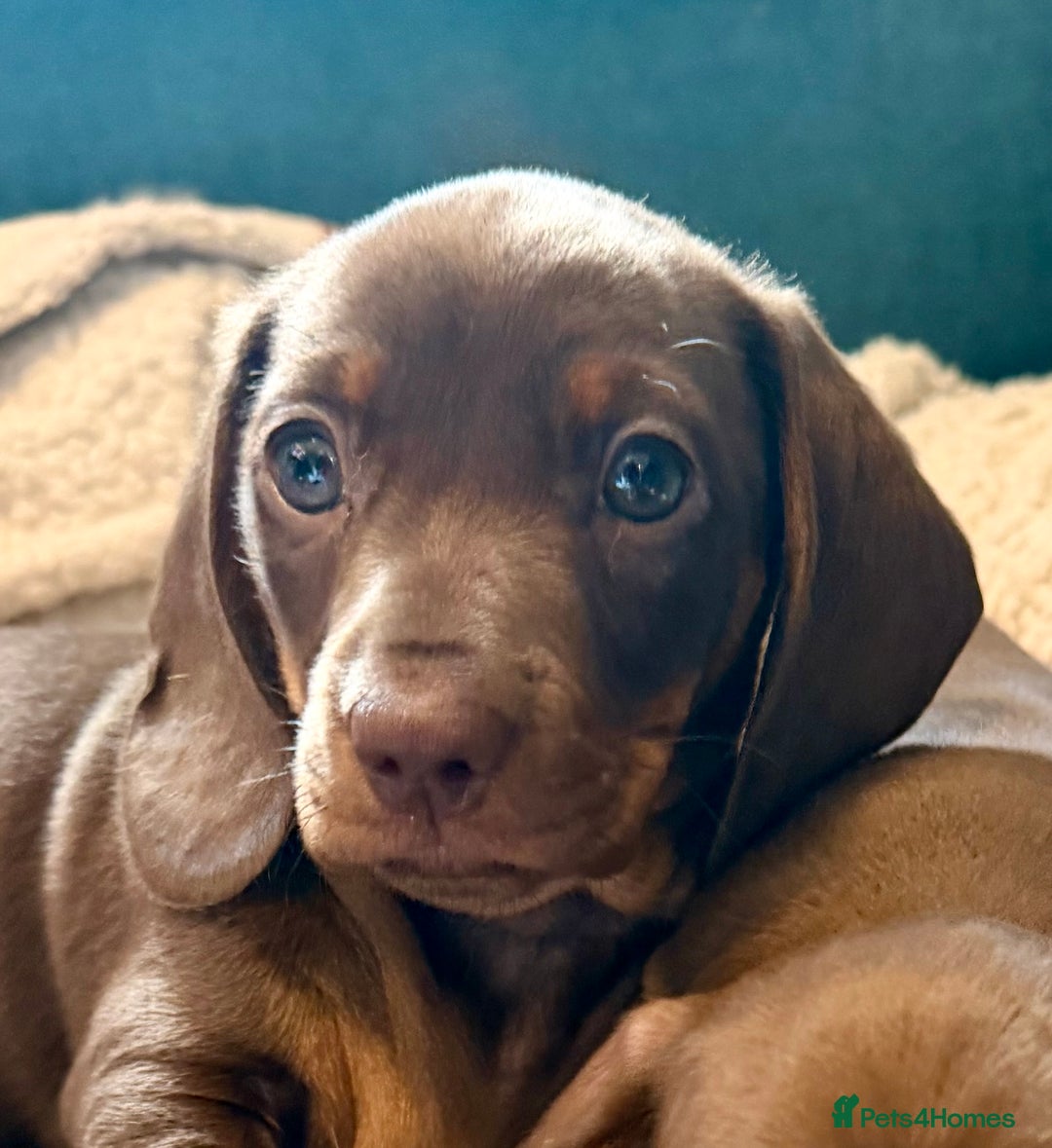 Miniature Dachshund dogs for sale: REDUCED…PRA Clear, KC Reg Miniature Dachshund Girl - Advert 2