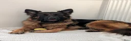 Mixed Breed dogs for sale: German Shepherd Cross Puppies  - Advert 1