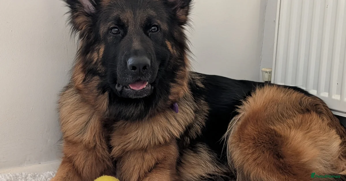 German Shepherd Dogs Mixed Breed Puppies For Sale Pets4Homes german-shepherd-dogs-mixed-breed-puppies-for-sale-pets4homes