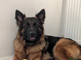 Mixed Breed dogs German Shepherd Cross Puppies - Advert 1
