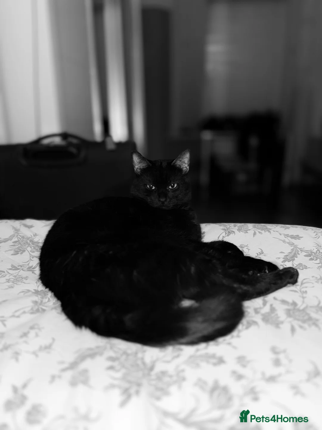 Domestic Shorthair cats for sale: Black/Grey Domestic Shorthair - Ambrose in London - Advert 11