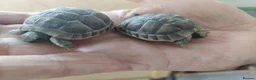 Tortoise reptiles for sale: Med spur thigh tortoises  - Advert 6