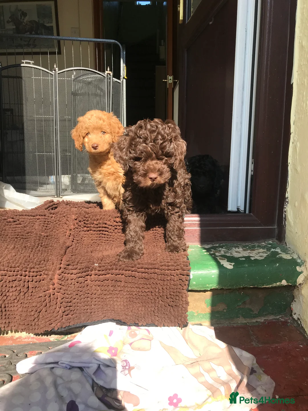 Labradoodle dogs for stud: Gorgeous blue Merle labradoodle stud in Swadlincote - Advert 24