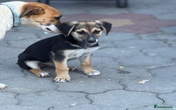 Mixed Breed dogs for adoption: DARIA -  a superb little girl, for a Loving Home - Image 24