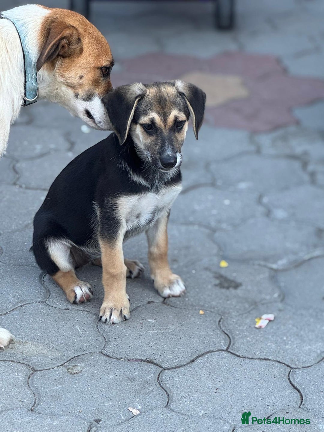 Mixed Breed dogs for adoption: DARIA -  a superb little girl, for a Loving Home - Image 24